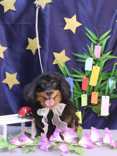 20230705ショコラちゃん